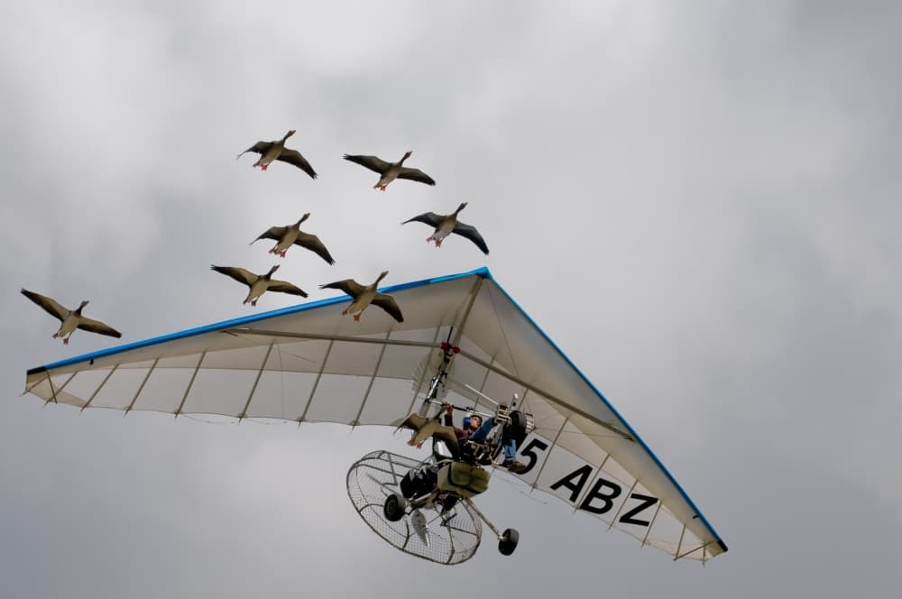 Flying With Geese by Christian Roustan (Kikroune) — canvas wall art