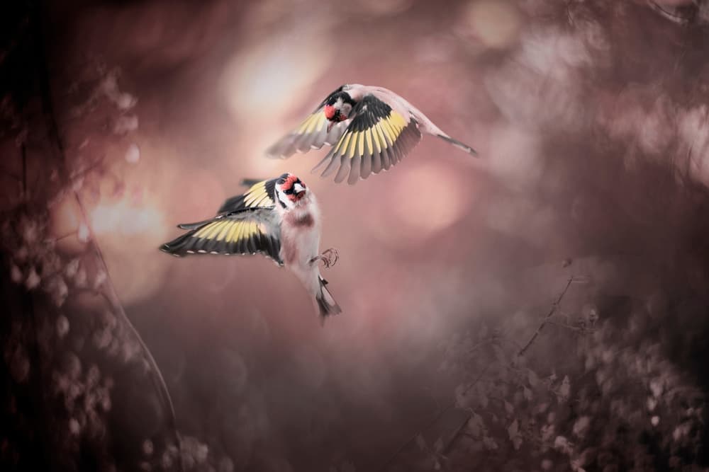Graceful Goldfinch Flight by Doris Reindl — canvas wall art