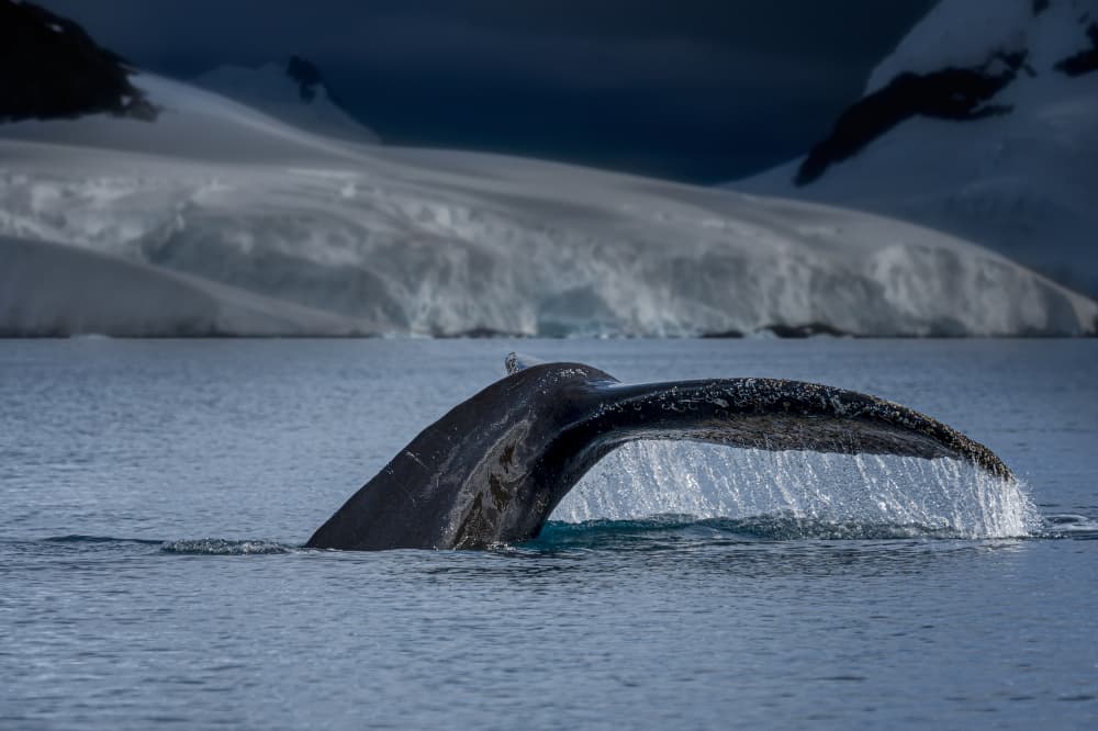 Whale Tail Glacier Dive by John-Mei Zhong — canvas wall art