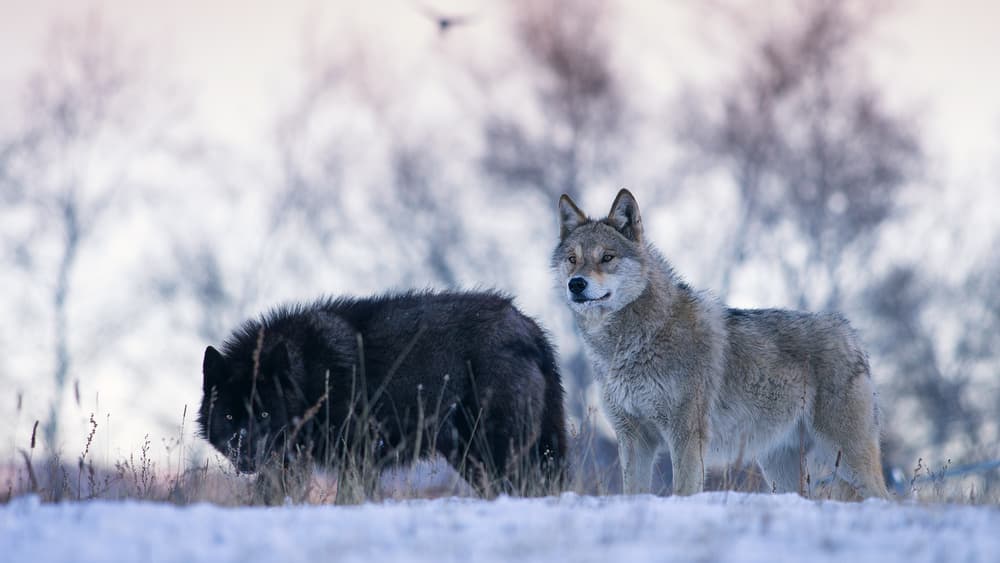 Wild Winter Wolves by Bingo Z — canvas wall art