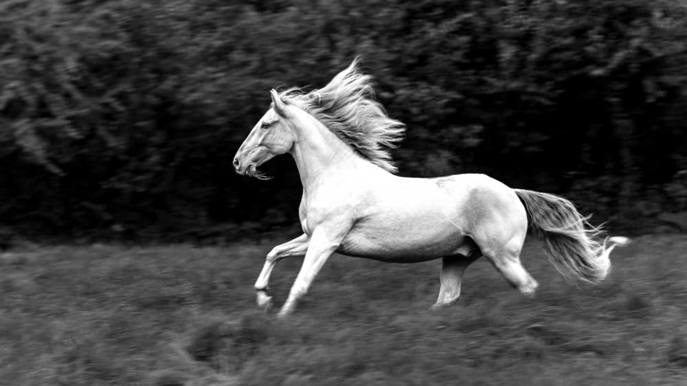 Running Wild Horse by Cembrzynski Ignacy — canvas wall art