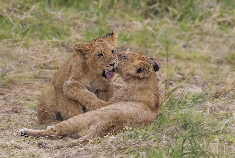 Playful Lion Cubs by Jenny Qiu — canvas wall art