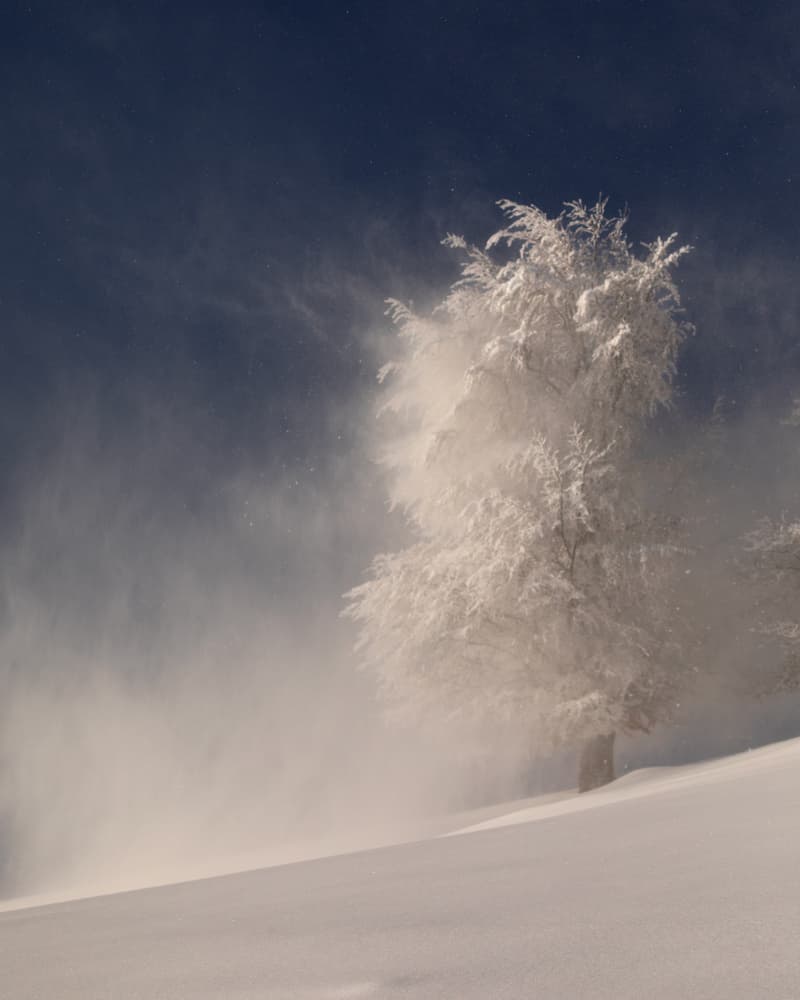 Winter Tree Blizzard by Lazar Ioan Ovidiu — canvas wall art