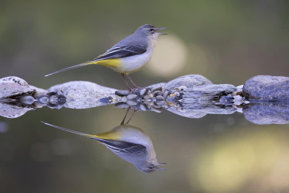 Grey Wagtail Reflection by Paolo Bolla — canvas wall art