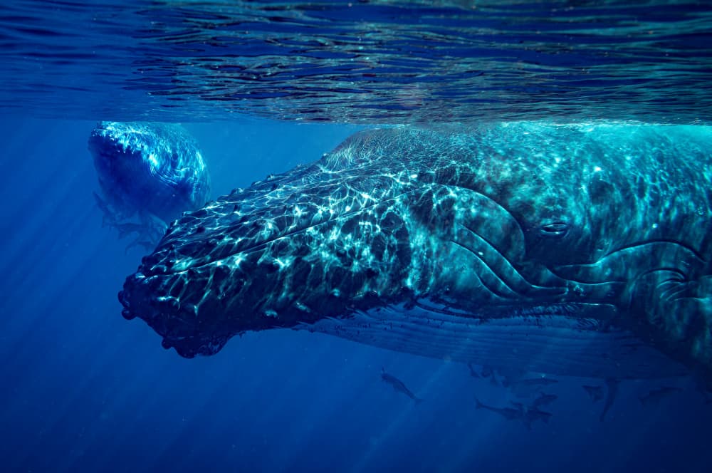 Humpback Whales Blue Depths by YUTAKA KURAHASHI — canvas wall art