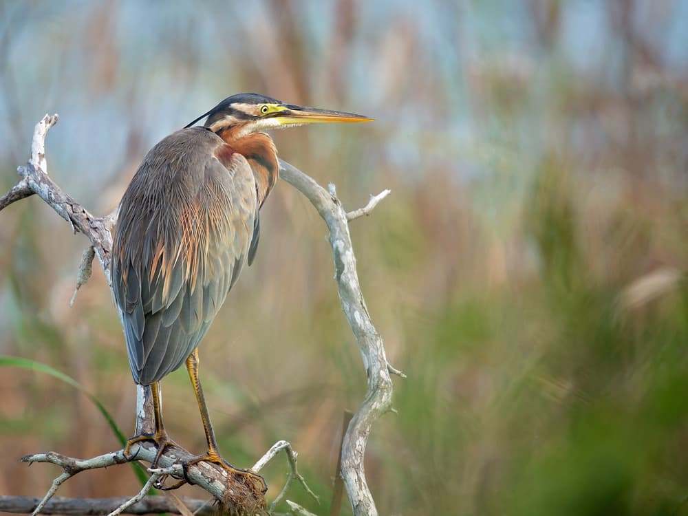 Perched Purple Heron by Milan Zygmunt — canvas wall art