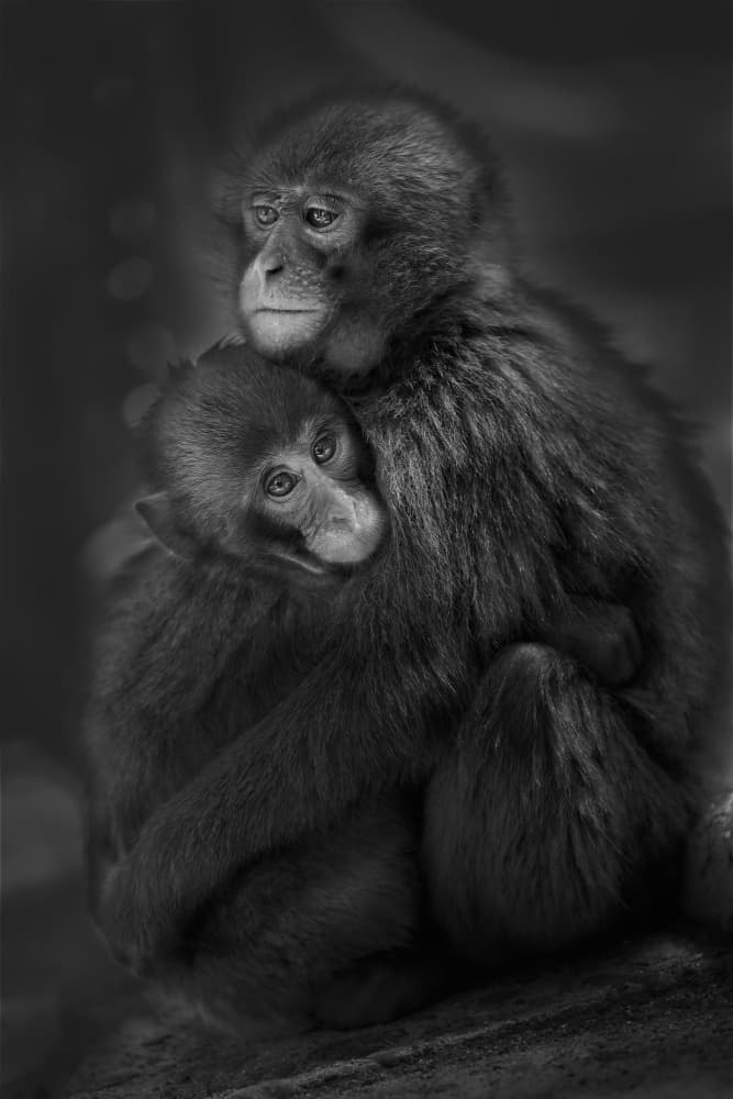 Tender Monkey Embrace by Kaisyakuji Yushi — canvas wall art