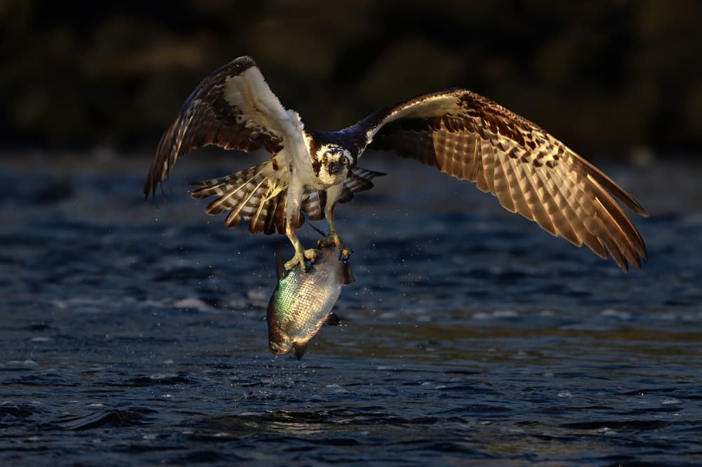 Osprey Fishing Catch by Rob Li — canvas wall art