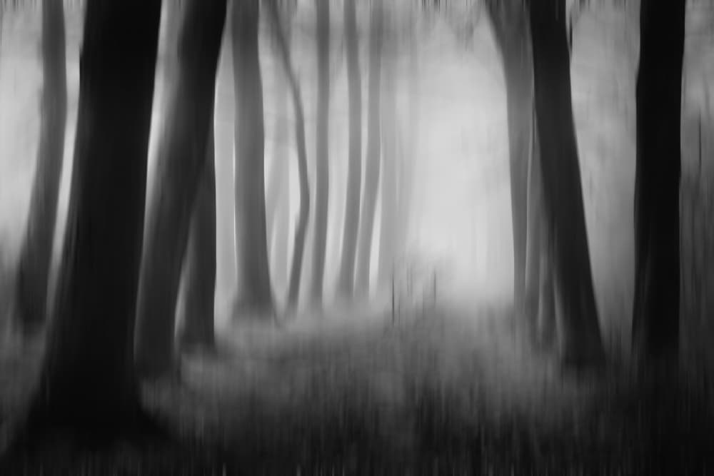 Misty Forest Path by Hilda van der Lee — canvas wall art