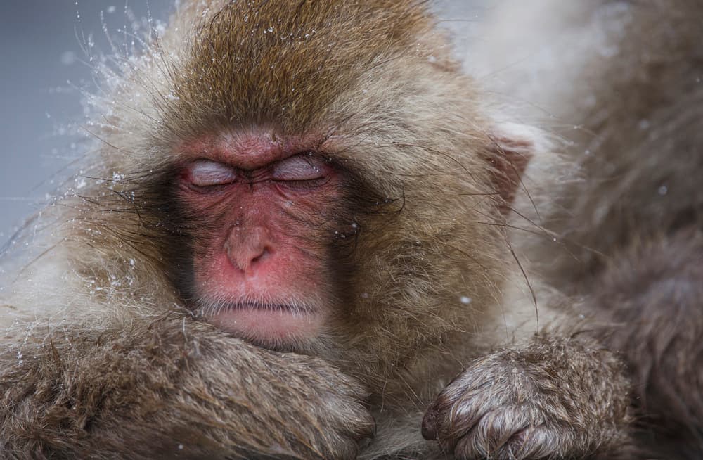 Sleeping Snow Monkey by Ozan AKTAS — canvas wall art