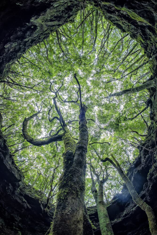 Lush Cave Trees by Andrea Izzotti — canvas wall art