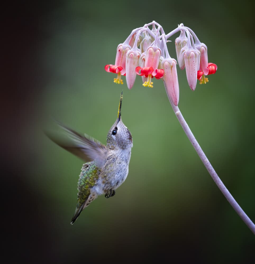 Hummingbird Nectar Feast by Xiaojian Huang — canvas wall art