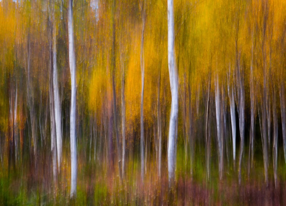 Autumn Forest Abstract by Andreas Christensen — canvas wall art