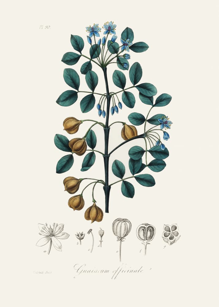 Guaiacwood (guaiacum Officinale) Medical Botany by John Stephenson and James Morss Churchill — canvas wall art