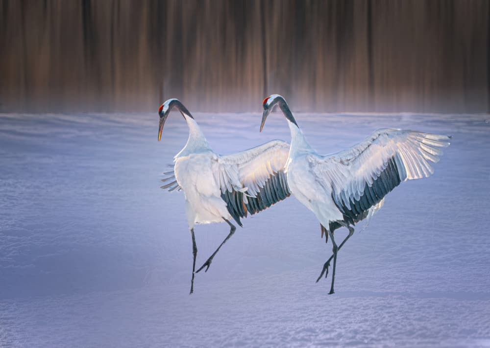 Graceful Winter Cranes by Yuan Su — canvas wall art