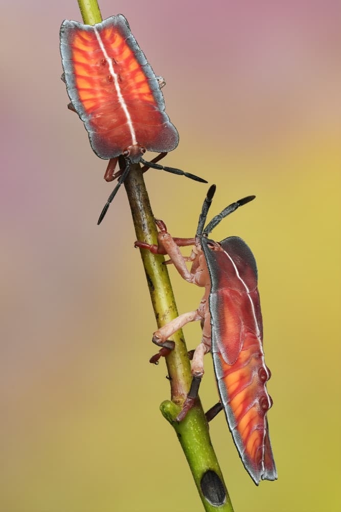 Colorful Insect Duo by HuongHoang — canvas wall art