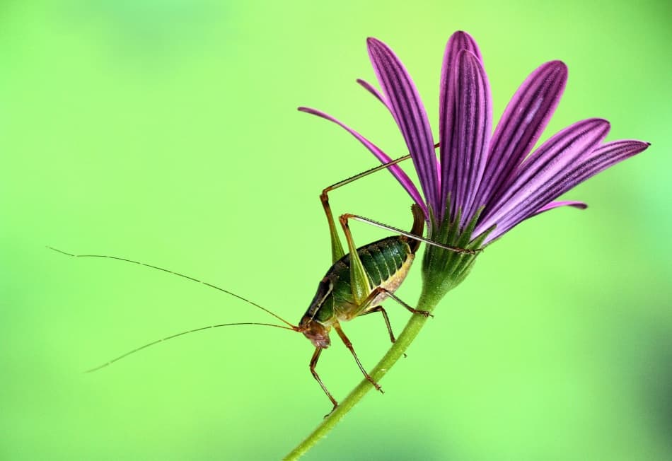 Grasshopper on Purple Bloom by Jimmy Hoffman — canvas wall art