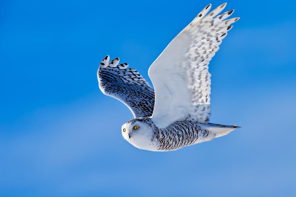 Snowy Owl in Flight by Jun Zuo — canvas wall art