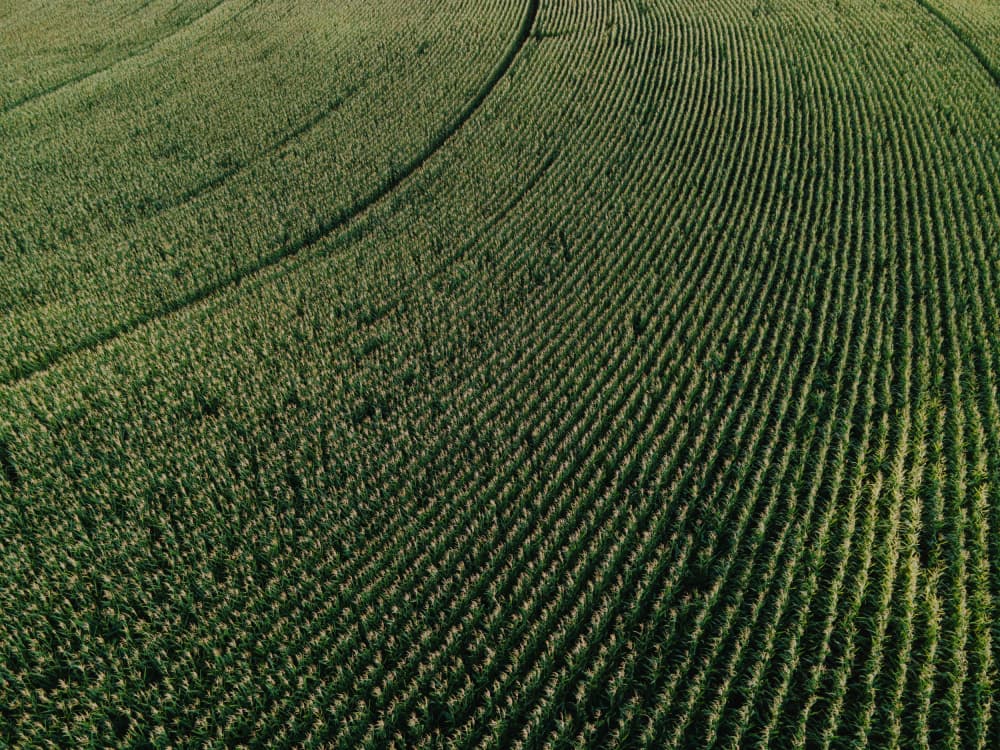 Curving Green Rows by Javier Pardina — canvas wall art