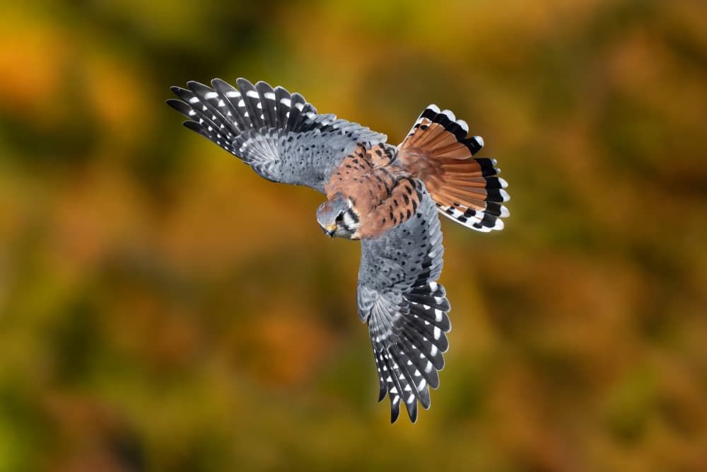 American Kestrel In Flight by Max Wang — canvas wall art