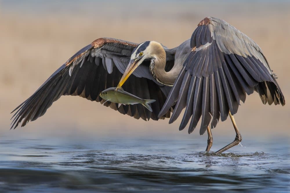 Great Blue Heron Fishing by Mountain Cloud — canvas wall art
