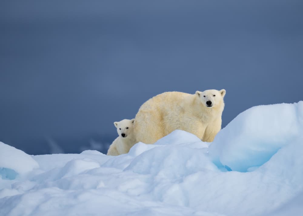 Polar Bear Mother and Cub by Shobhit Chawla — canvas wall art
