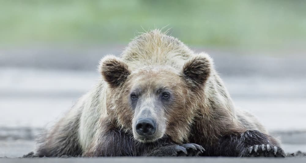Calm Brown Bear Gaze by Linda D Lester — canvas wall art