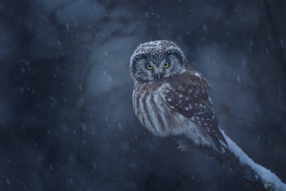Winter Owl Gaze by Max Wang — canvas wall art