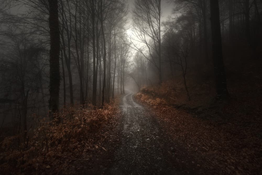 Misty Forest Path by Filippo Manini — canvas wall art