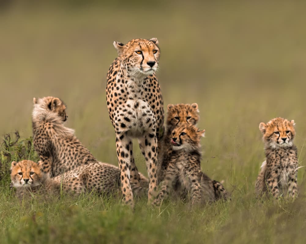 Wild Cheetah Family by Ahmed Sobhi — canvas wall art