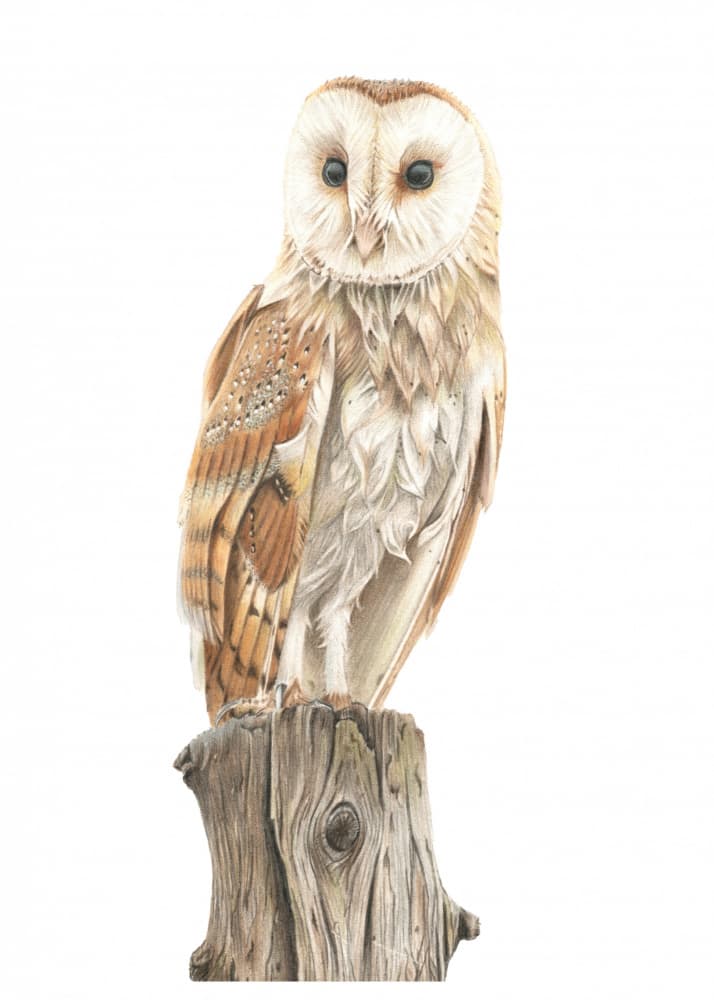 Elegant Barn Owl Portrait by Angelica Diehn — canvas wall art