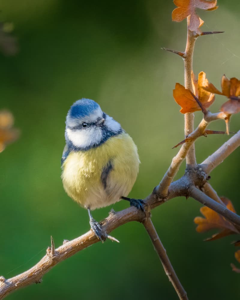 Curious Blue Tit by Ahmed Elsheshtawy — canvas wall art