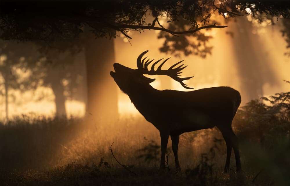 Golden Hour Stag Roar by Radojica Jevric fotorax — canvas wall art