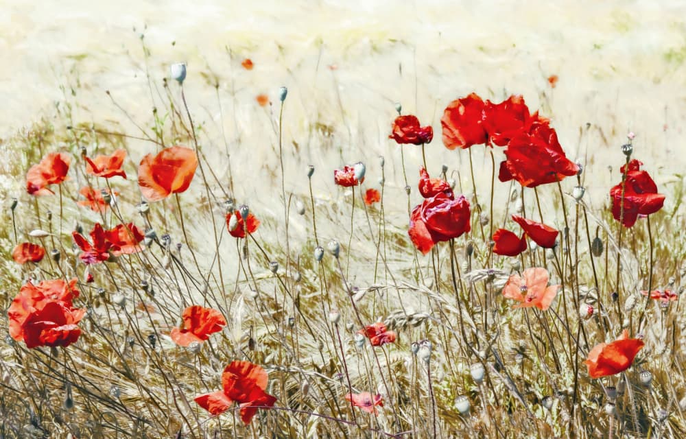 Vibrant Poppy Field by Gilbert Claes — canvas wall art