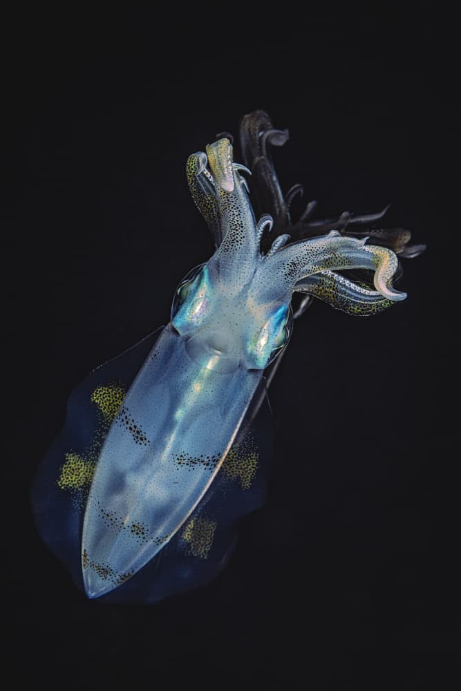Luminous Deep Sea Squid by Barathieu Gabriel — canvas wall art