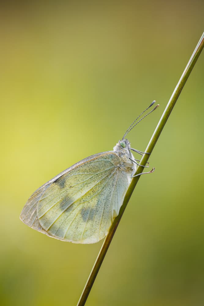 Delicate Green Butterfly by Magnus Renmyr — canvas wall art