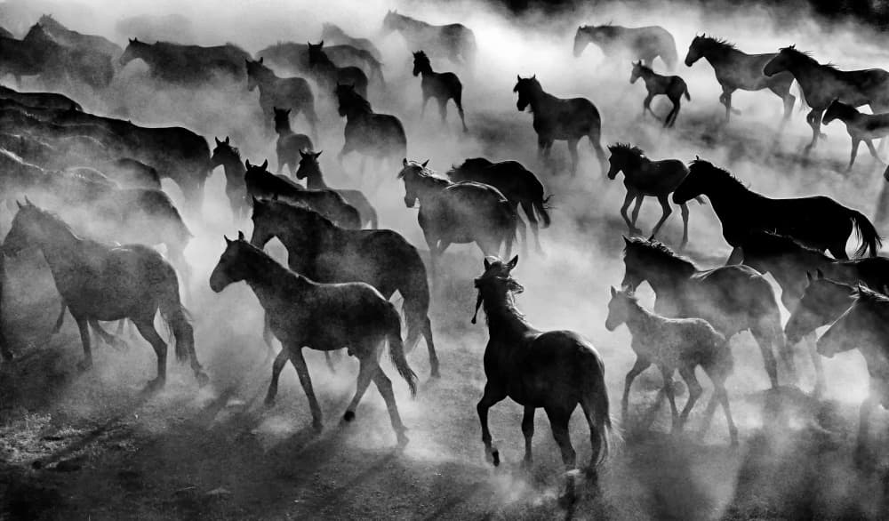 Galloping Through Dust by Gilcan Mete — canvas wall art