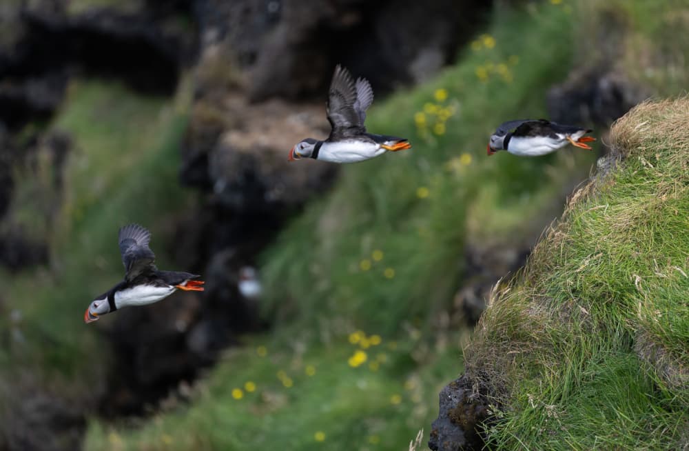 Flying Atlantic Puffins by Tony Yu — canvas wall art
