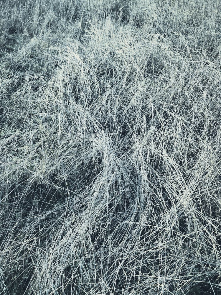 Frosty Winter Grass by Angelo Cerantola — canvas wall art