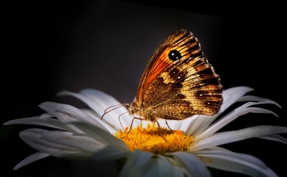 Butterfly On A Daisy by Peter Davidson — canvas wall art