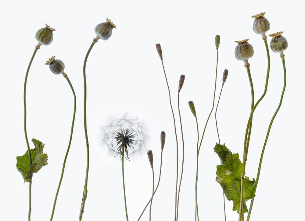 Dried Botanicals White Study by Lotte Grønkjær — canvas wall art