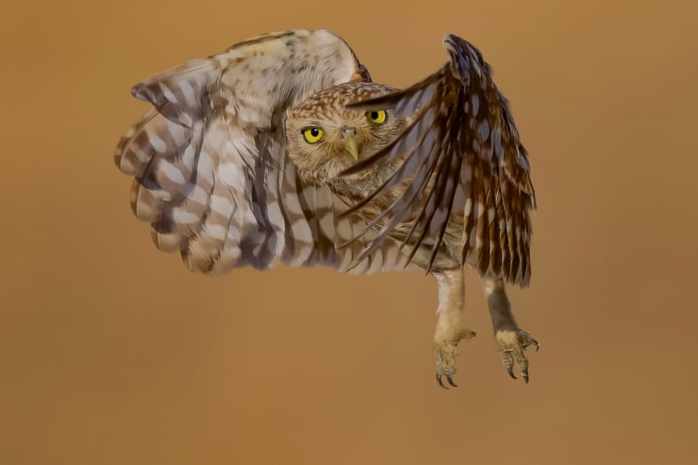 Intense Owl Flight by David Manusevich — canvas wall art