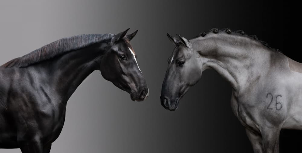 Elegant Horse Duo by Celine Weerink — canvas wall art