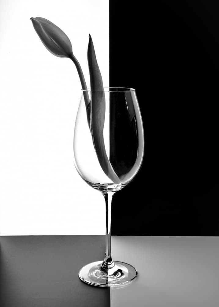 Monochrome Tulip Still Life by Allan Li wp — canvas wall art