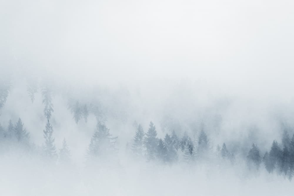 Winter Foggy Forest by Lynann Colligan — canvas wall art