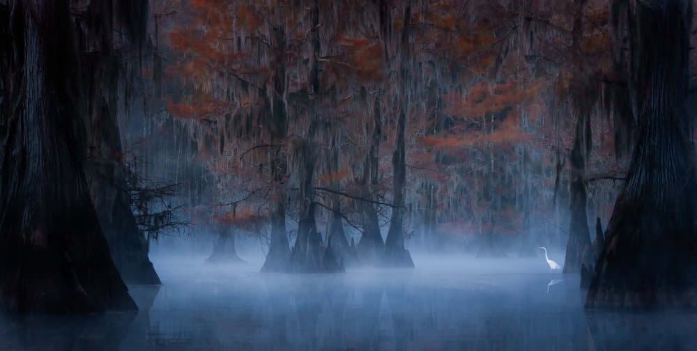 Mystical Swamp Egret by iPuraVida — canvas wall art