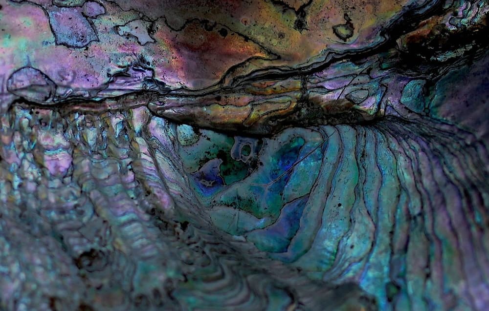 Iridescent Abalone Swirl by Robin Wechsler — canvas wall art