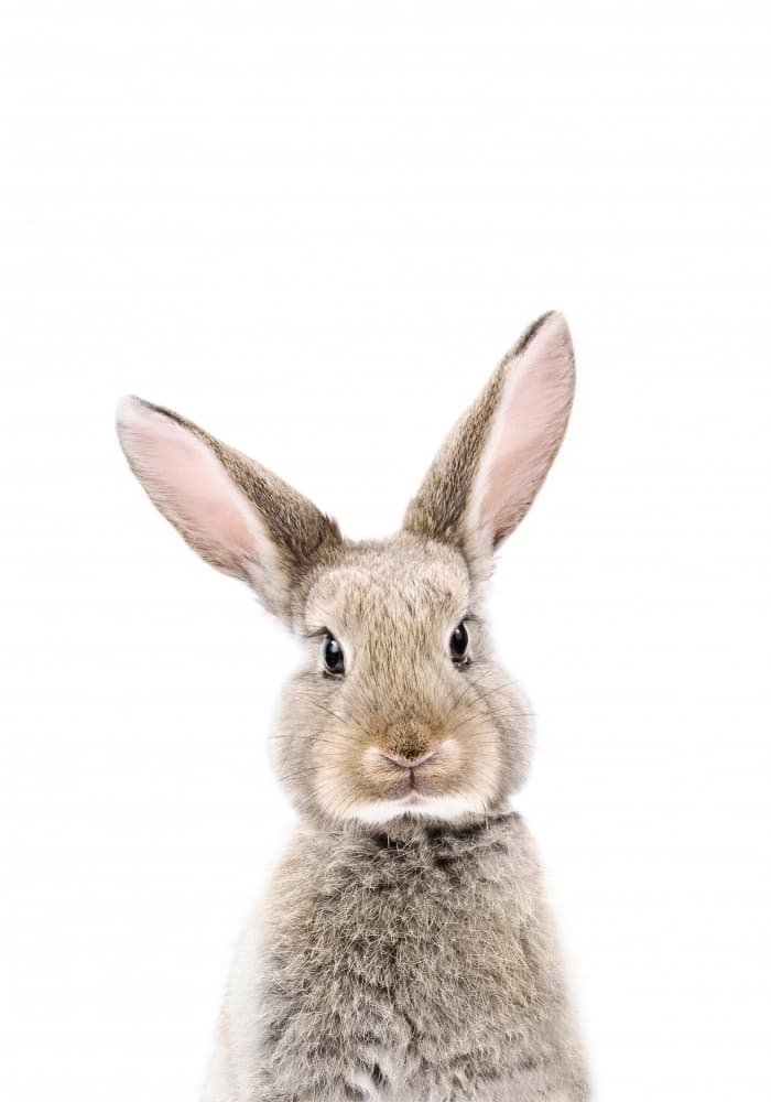 Baby Rabbit by Kathrin Pienaar — canvas wall art