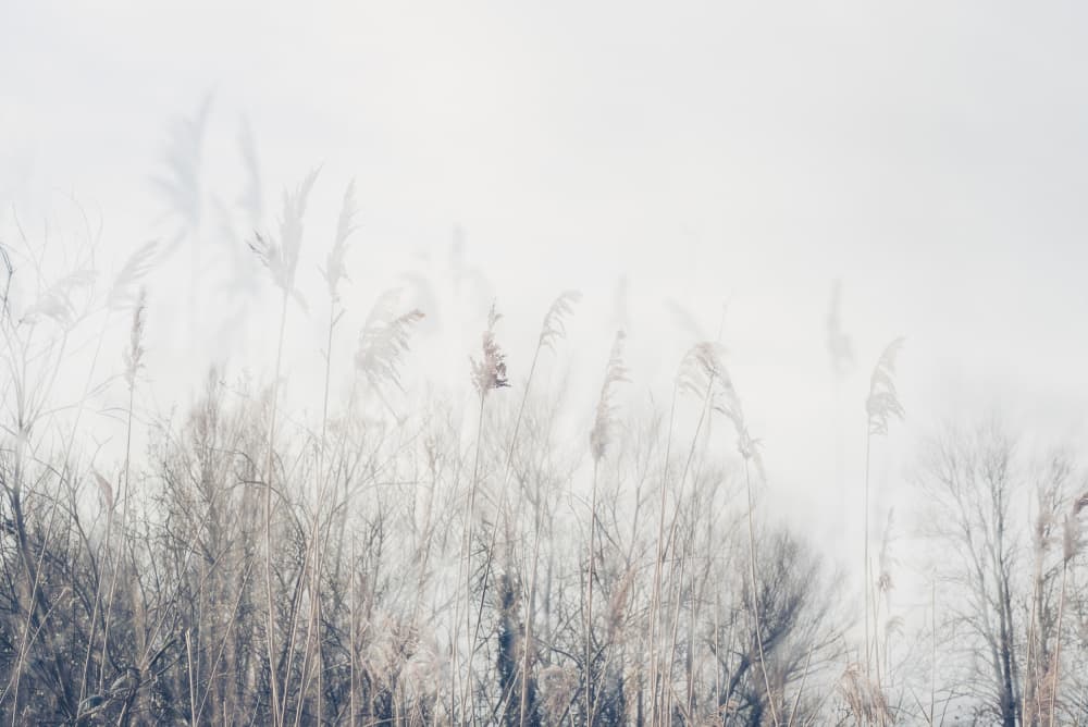 Misty Winter Reeds by Imaginative — canvas wall art