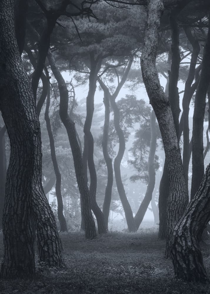 Dancing trees by Tiger Seo — canvas wall art